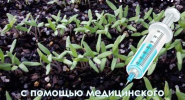 Příprava a setí semen injekční stříkačkou